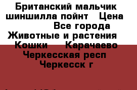 Британский мальчик шиншилла-пойнт › Цена ­ 5 000 - Все города Животные и растения » Кошки   . Карачаево-Черкесская респ.,Черкесск г.